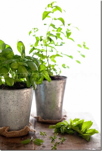 herbs-how-to-grow-an-herb-garden-1-of-1-e1306549108409